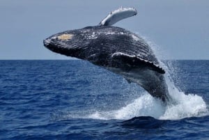 Experiencia de avistamiento de ballenas en Hermanus