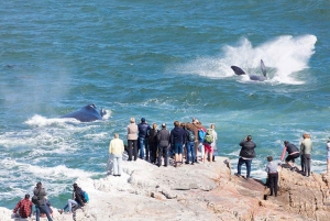 Experiencia de avistamiento de ballenas en Hermanus