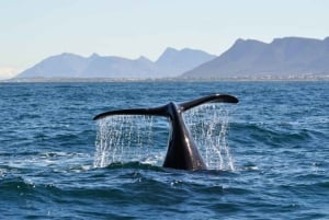 Experiencia de avistamiento de ballenas en Hermanus