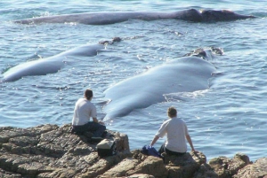 Experiencia de avistamiento de ballenas en Hermanus