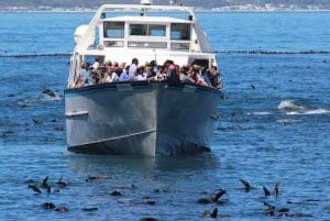 Hout Bay: Duiker Island Seal Colony Cruise