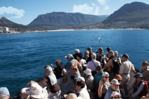Hout Bay: Duiker Island Seal Colony Cruise