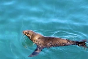 Hout Bay: Duiker Island Seal Colony Cruise