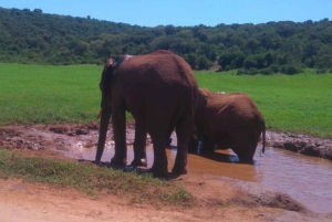 Jeffreys Bay: Addo Elephant National Park Day Tour