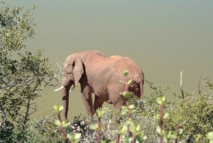 Jeffreys Bay: Addo Elephant National Park Day Tour