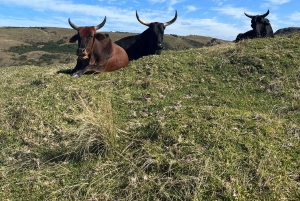 Залив Джеффрис: 6-дневный тур по Дикому побережью с питанием и мероприятиями