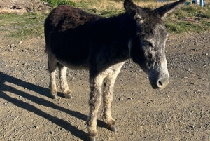 Залив Джеффрис: 6-дневный тур по Дикому побережью с питанием и мероприятиями
