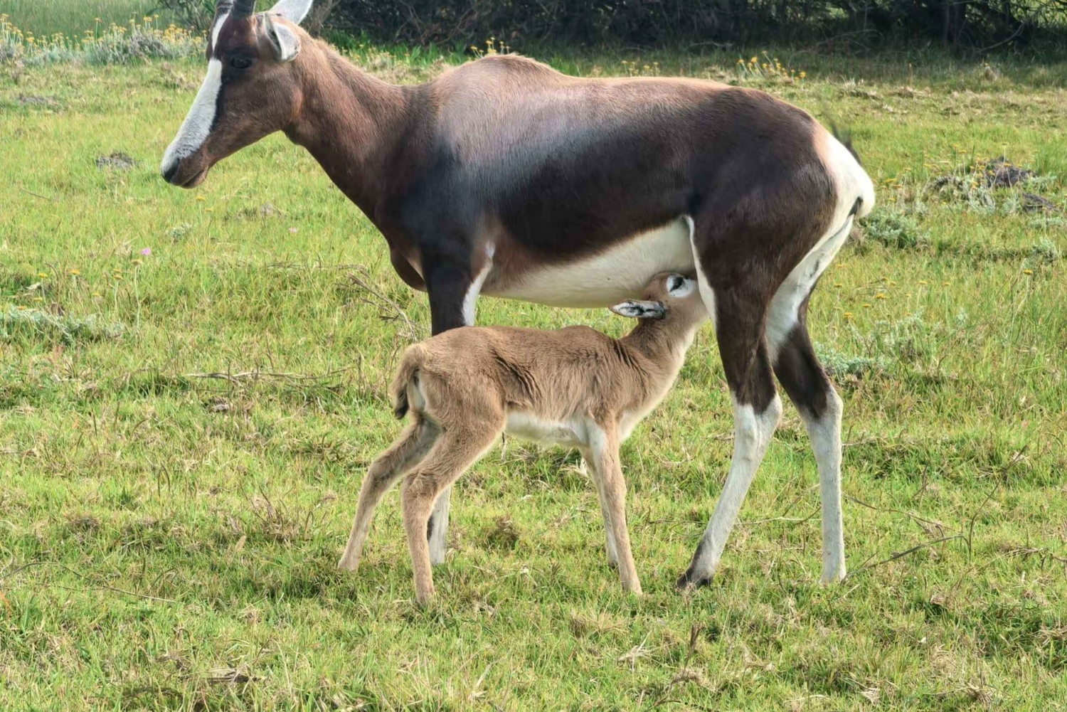 Park Kragga Kamma: przejażdżka 4x4 i lunch z grilla