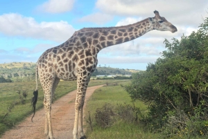 Park Kragga Kamma: przejażdżka 4x4 i lunch z grilla