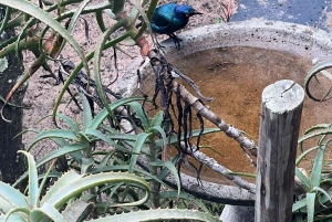 Park Kragga Kamma: przejażdżka 4x4 i lunch z grilla