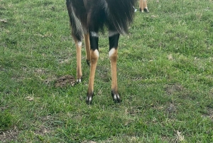 Park Kragga Kamma: przejażdżka 4x4 i lunch z grilla