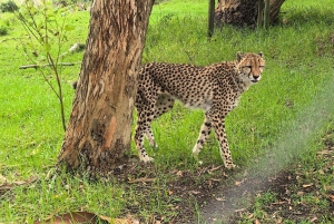 Park Kragga Kamma: przejażdżka 4x4 i lunch z grilla