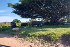 Kragga Kamma Game Park 4x4