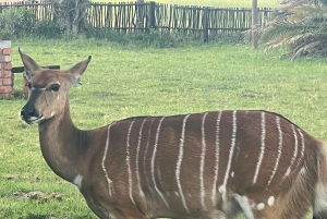 Kragga Kamma Game Park 4x4