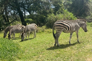 Kragga Kamma Game Park 4x4