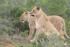 Parco giochi Kragga Kamma: Safari / Escursioni a terra