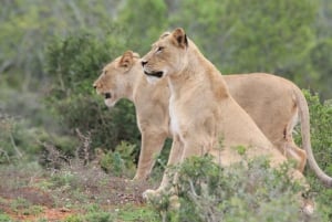 Kragga Kamma viltpark: Safari / Landutflukter