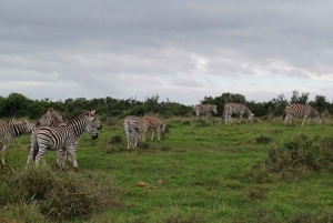 Kragga Kamma Game Park: Safari / Landutflykter