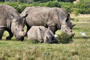 Kragga Kamma wildpark hele dag safari