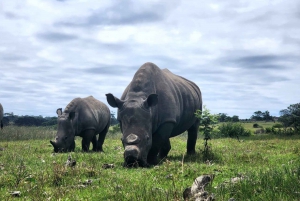 Kragga Kamma Game Park heldagssafari