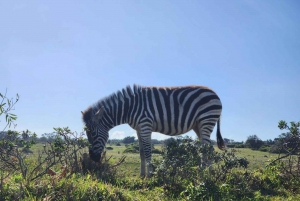 Safari di un'intera giornata nel Parco Giochi Kragga Kamma