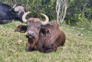 Kragga Kamma wildpark hele dag safari