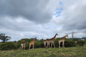 Kragga Kamma Game Park całodniowe safari