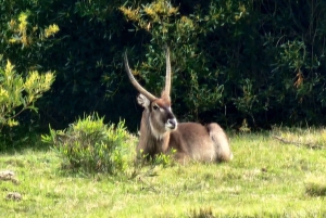 Kragga Kamma Game Park heldagssafari