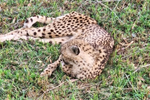 Kragga Kamma wildpark hele dag safari