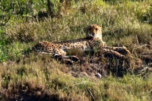 Kragga Kamma wildpark hele dag safari