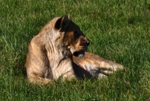 Kragga Kamma wildpark hele dag safari