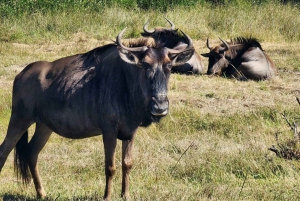 Kragga Kamma Game Park heldagssafari