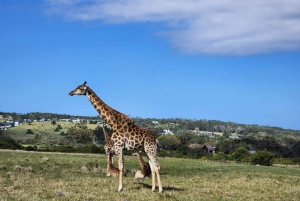 Kragga Kamma Game Park halvdagssafari