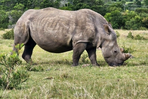 Safari di mezza giornata nel parco di caccia Kragga Kamma