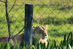 Kragga Kamma Game Park halvdagssafari