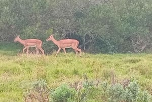 Kragga Kamma Game Park: Safari / Shore Excursions