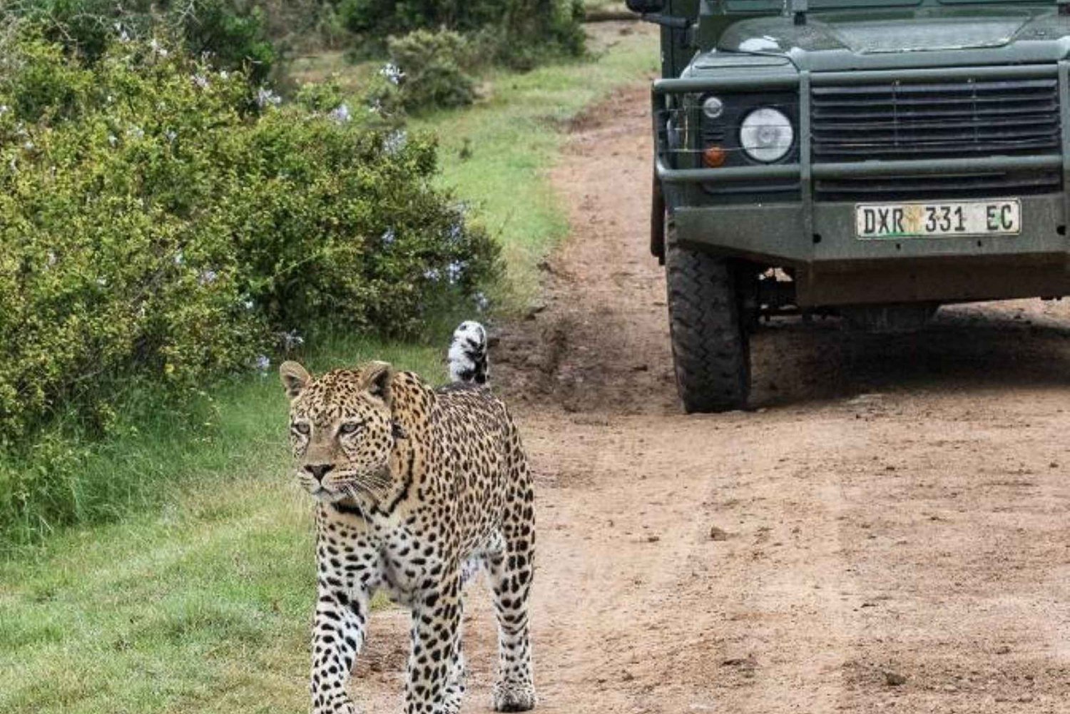 Reserva de caza de Kwantu: excursión en familia y con amigos