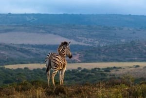 4 päivän Addo-Karoo safari