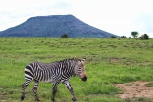 Safari de 4 días de Addo a Karoo