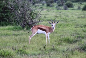 Safari de 4 jours d'Addo à Karoo