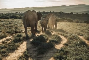 4-dages safari fra Addo til Karoo