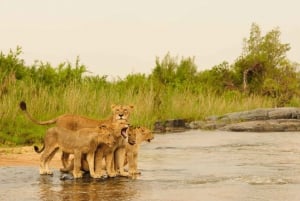 4 Day Garden Route Tour From Cape Town + Addo National Park