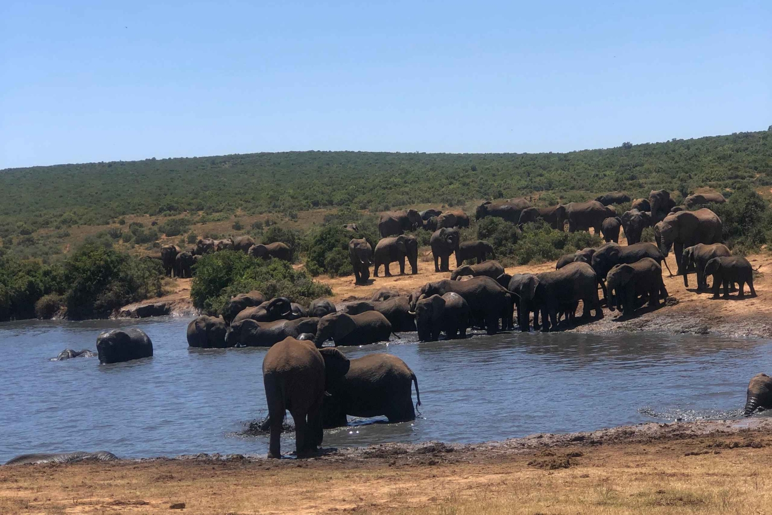 Safari med utsikt över parken: Addo Elephant National Park Dagsutflykt