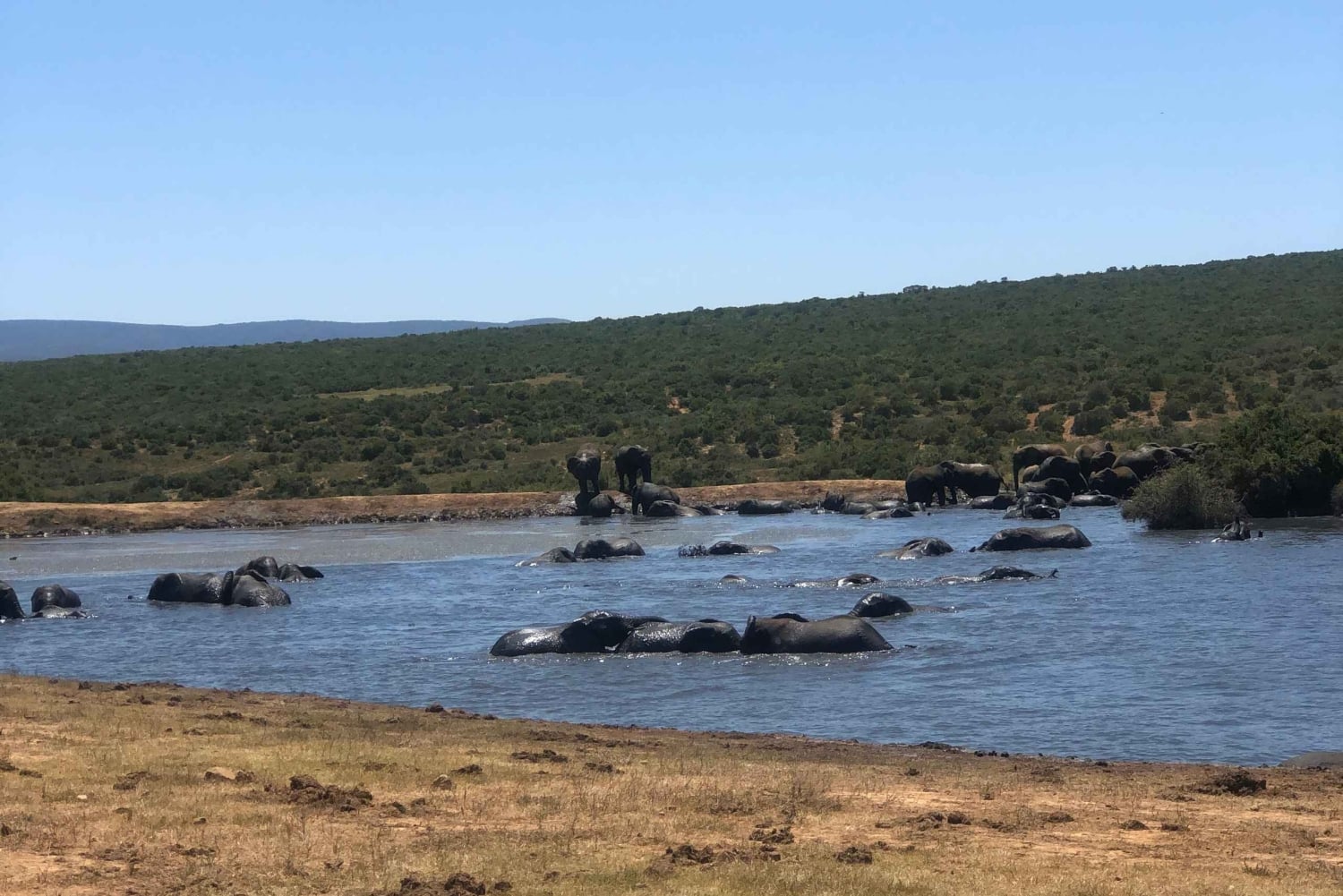 Safari med utsikt över parken: Addo Elephant National Park Dagsutflykt