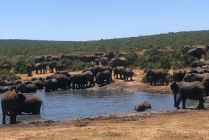 Safari med utsikt över parken: Addo Elephant National Park Dagsutflykt