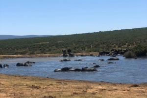 Safari med utsikt över parken: Addo Elephant National Park Dagsutflykt