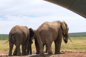 Safari med utsikt över parken: Addo Elephant National Park Dagsutflykt