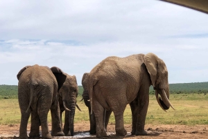Safari med utsikt över parken: Addo Elephant National Park Dagsutflykt