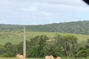 Safari med utsikt över parken: Addo Elephant National Park Dagsutflykt