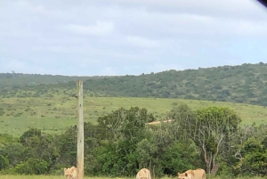 Safari med utsikt över parken: Addo Elephant National Park Dagsutflykt